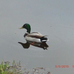 Meet your Posher, Vilma